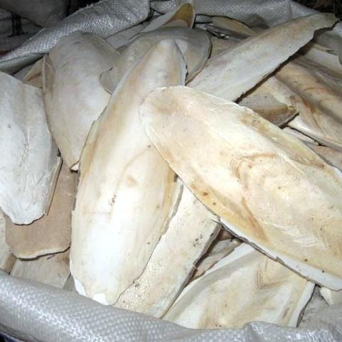 探秘海洋馈赠 大海螵蛸（乌贼骨）的药用价值与甄选之道