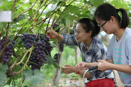 农民卖干辣椒、干枣要办证？网友细抠新旧法规差异引热议