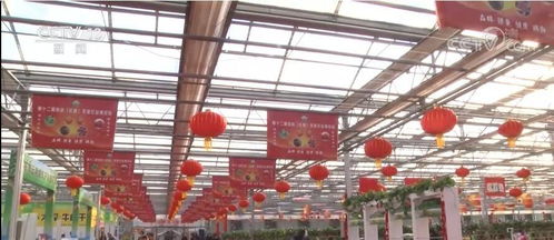 欢喜过大年丨吉林长春 农博园里年味浓，特色农产受热捧