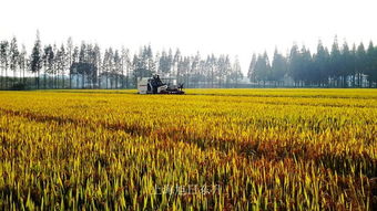 金山廊下 稻浪千重香四溢，秋收画卷正当时