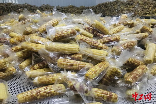 订单玉米 宁洱县助农脱贫的“金色钥匙”