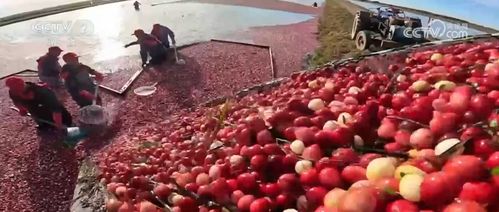 采收时节产销旺，特色农产品串起乡村致富路