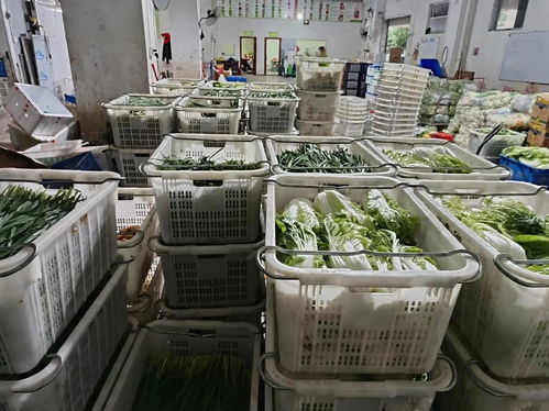 2026年东莞评价高的农产品配送公司排行参考