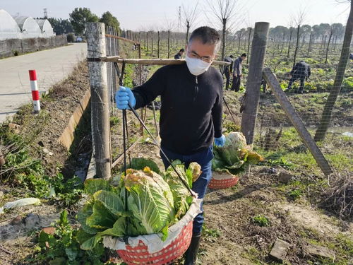 农业主体采收难不必慌，秀洲三农抢收服务队来帮忙